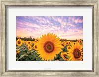 Sunflower Sunset Fine Art Print