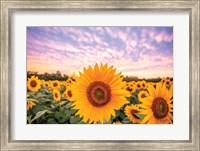Sunflower Sunset Fine Art Print
