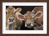 Hello There Cows Fine Art Print
