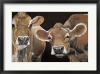 Hello There Cows Fine Art Print