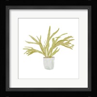 Potted Fern II Framed Print