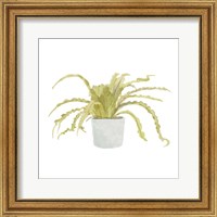 Potted Fern IV Fine Art Print