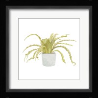 Potted Fern IV Framed Print
