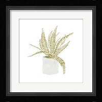 Potted Fern V Framed Print