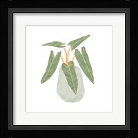 Philodendron Billietiae II Framed Print