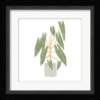 Philodendron Billietiae III Framed Print