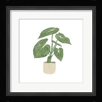 Philodendron Gloriosum II Framed Print
