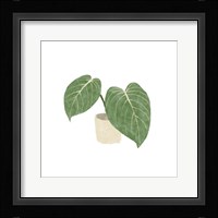 Philodendron Gloriosum III Framed Print