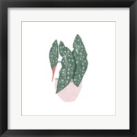 Polka Dot Begonia II Framed Print