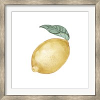 Citrus Limon I Fine Art Print