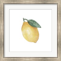 Citrus Limon II Fine Art Print