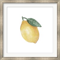 Citrus Limon II Fine Art Print