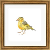 Songbird I Fine Art Print