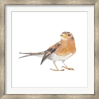 Songbird V Fine Art Print
