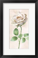Ivory Roses Panel I Framed Print