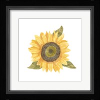 Single Sunflower I Framed Print