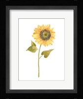 Single Sunflower Portrait I Framed Print