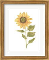 Single Sunflower Portrait II Fine Art Print