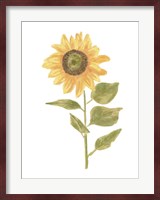 Single Sunflower Portrait II Fine Art Print