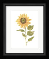 Single Sunflower Portrait II Framed Print