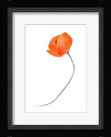 Solo Poppy Red III Framed Print