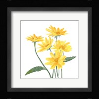 Wildflower Group I Framed Print