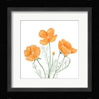 Wildflower Group III Framed Print