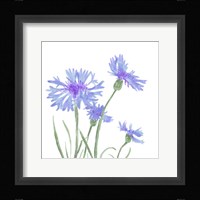 Wildflower Group IV Framed Print