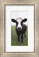 Funky Cow I Fine Art Print