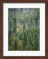 Superior National Forest IV Crop Fine Art Print