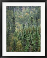 Superior National Forest IV Crop Fine Art Print