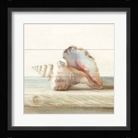 Driftwood Shell IV Framed Print