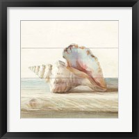 Driftwood Shell IV Fine Art Print