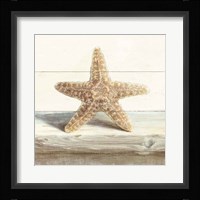 Driftwood Shell III Framed Print