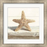 Driftwood Shell III Fine Art Print