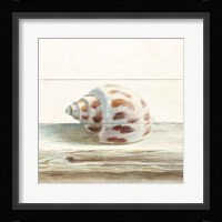 Driftwood Shell II Framed Print