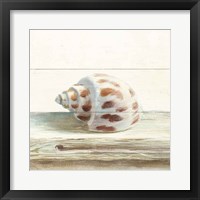Driftwood Shell II Fine Art Print
