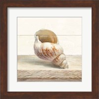 Driftwood Shell I Fine Art Print