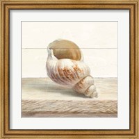 Driftwood Shell I Fine Art Print
