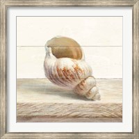 Driftwood Shell I Fine Art Print