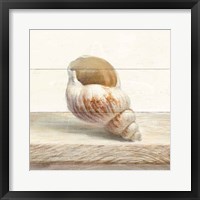 Driftwood Shell I Framed Print