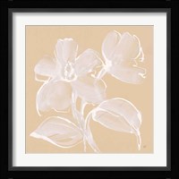 Poppy I Framed Print