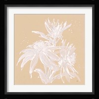 Echinacea IV Framed Print