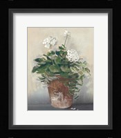 Pot of White Geraniums Framed Print