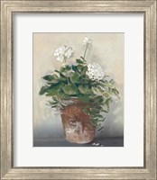 Pot of White Geraniums Fine Art Print