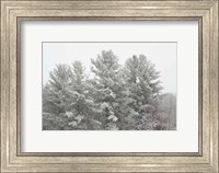 Winter Pines Fine Art Print