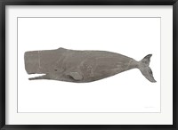Whale on White Fine Art Print