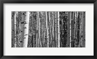 Aspen Grove Fine Art Print