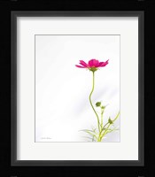 Magenta Cosmos II Framed Print