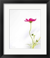 Magenta Cosmos II Framed Print